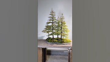 Ezo Spruce Forest Bonsai