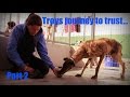 Training with scared Galgo Troy - Part 2