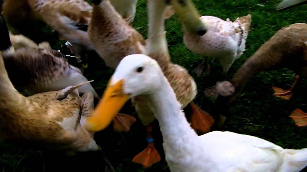 Pea time for ducks YouTube