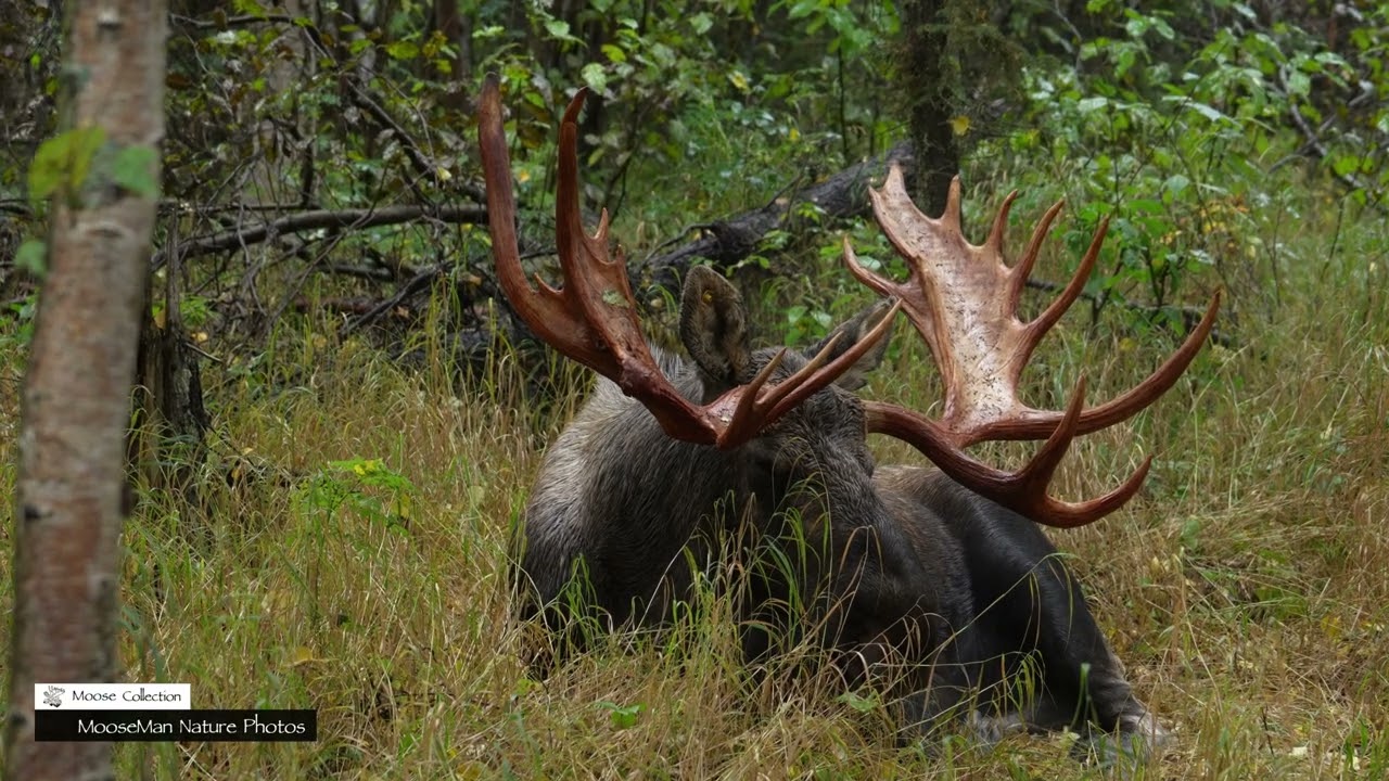 Very Unusual Moose Antlers #wildlife #moose #alaska