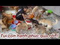 Đàn cún ở giữa cù lao Bến Tre kêu cứu đã được cứu từ A đến Z