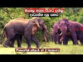 Tusker fighting with powerful  shot elephant attack weera mangala