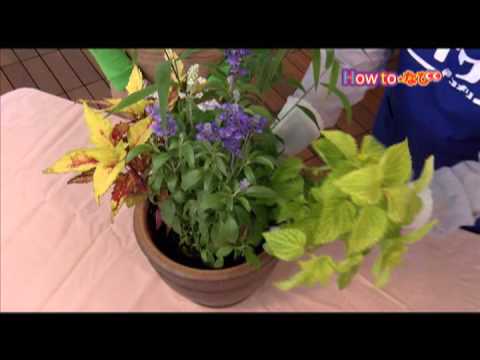 カラーリーフの寄せ植え コメリhowtoなび Youtube