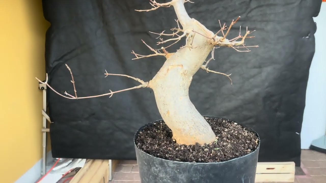 Acer buergerianum 26-495 - YouTube