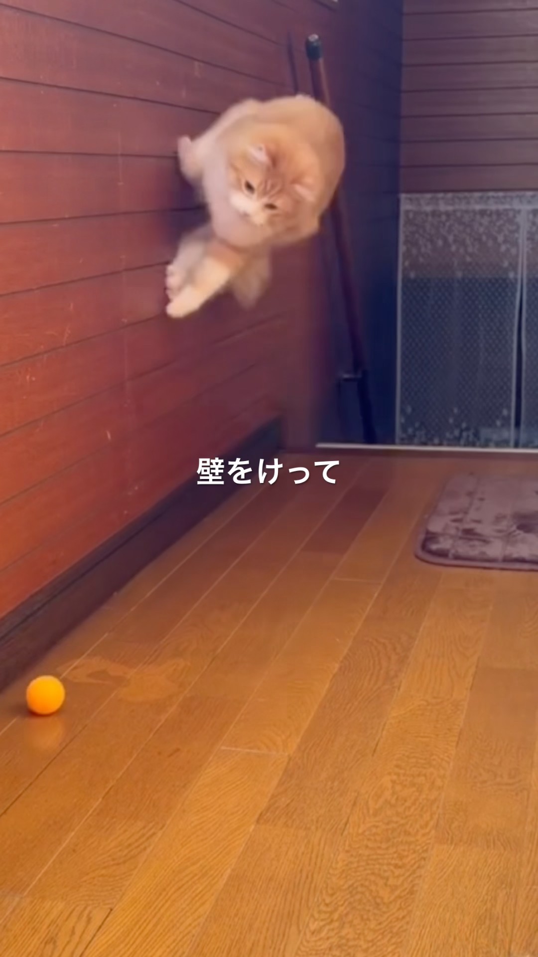 むぎちゃん YouTube