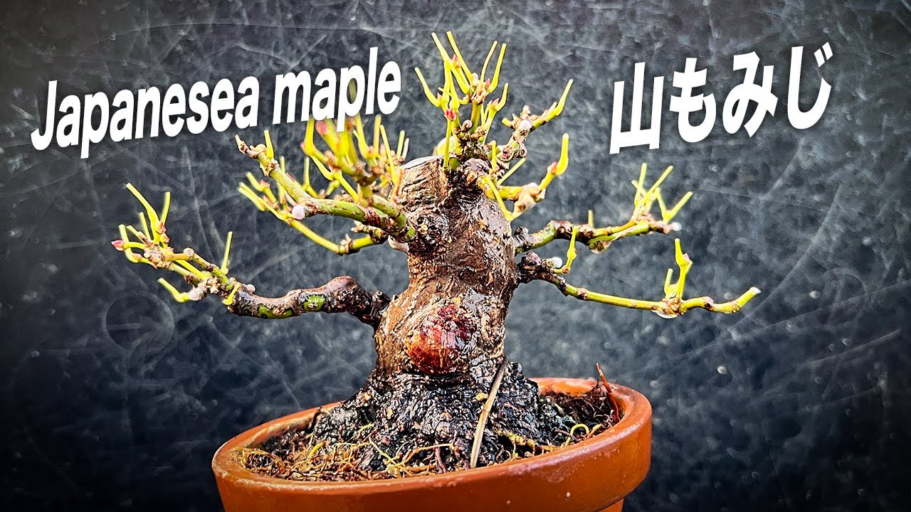 YMJ4】山もみじを剪定してコンパクト化する #盆栽 #bonsai - YouTube