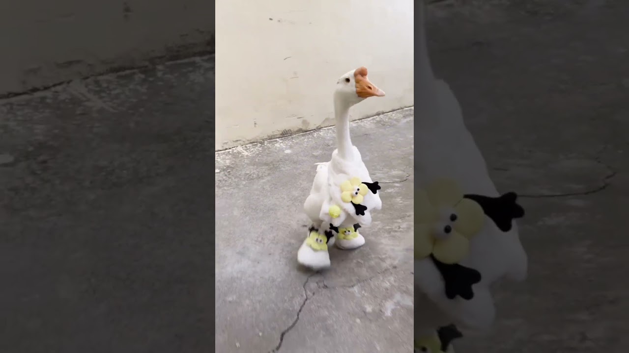 lovely duck...out in the sun