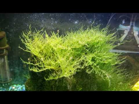Aquarium Plants Attract Kuhli Loaches: Watch Now!