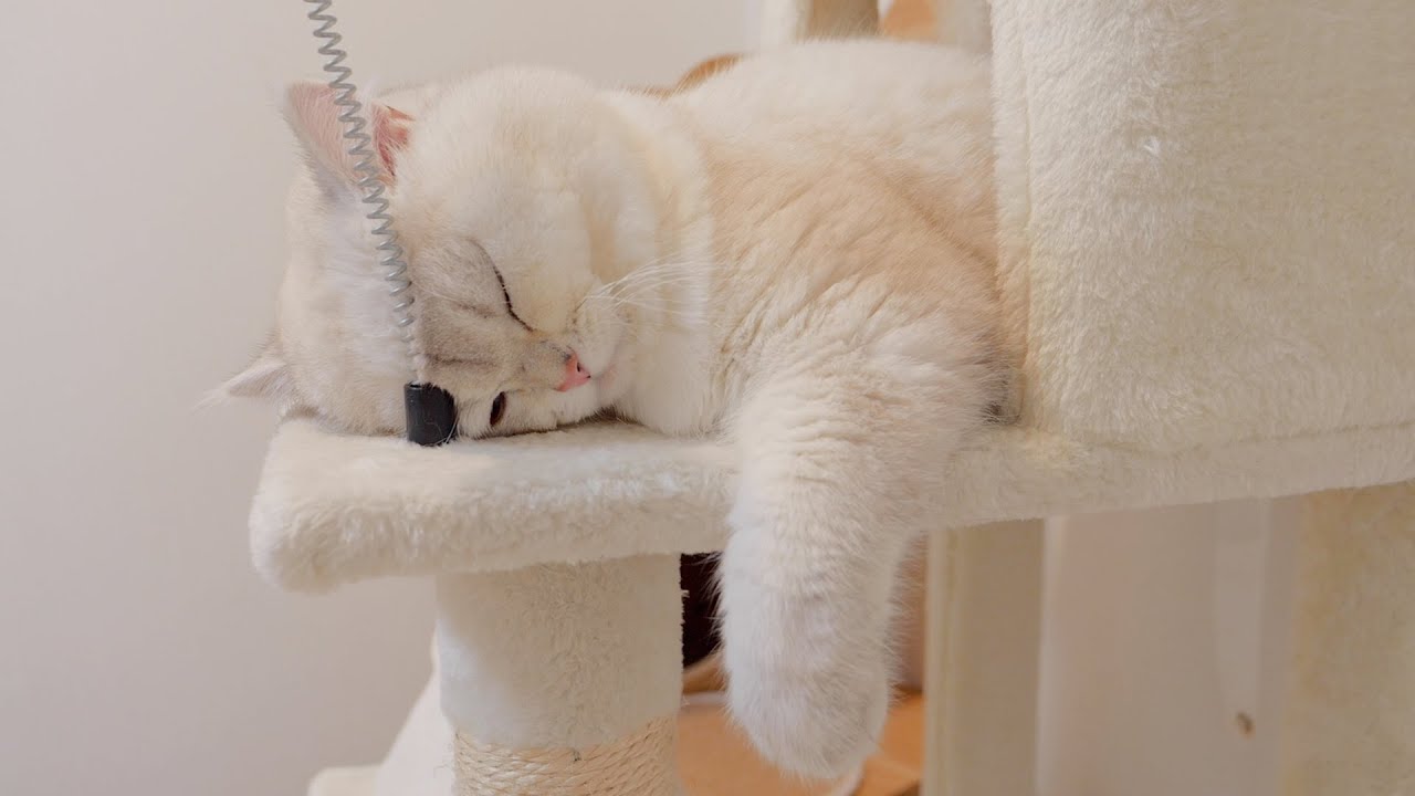 Это кот-отец, измученный воспитанием котят.