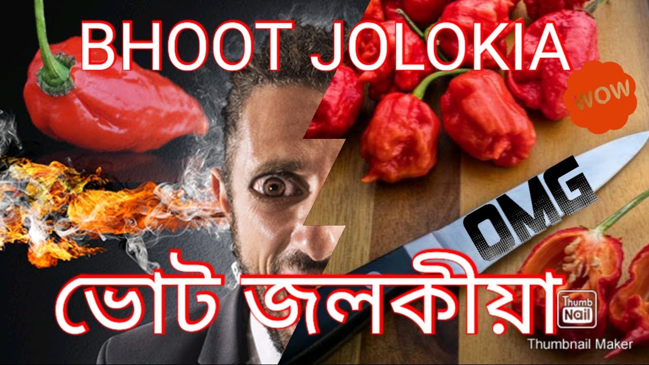 WORLD'S HOTTEST CHILLI//BHOOT JOLOKIA // KING CHILLI // GHOST PEPPER