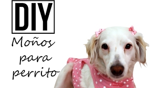 DIY ♥ Moños para perrita ♥ MASCOTAS