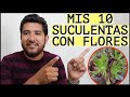 RETO: mis 10 SUCULENTAS con FLORES / @Grismoreno.