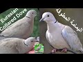 صوت اليمامة المطوقة Call Song Eurasian Collared Dove صوت اليمامة المطوقة Call Song Eurasian Collared Dove