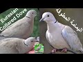 صوت اليمامة المطوقة call song eurasian collared dove