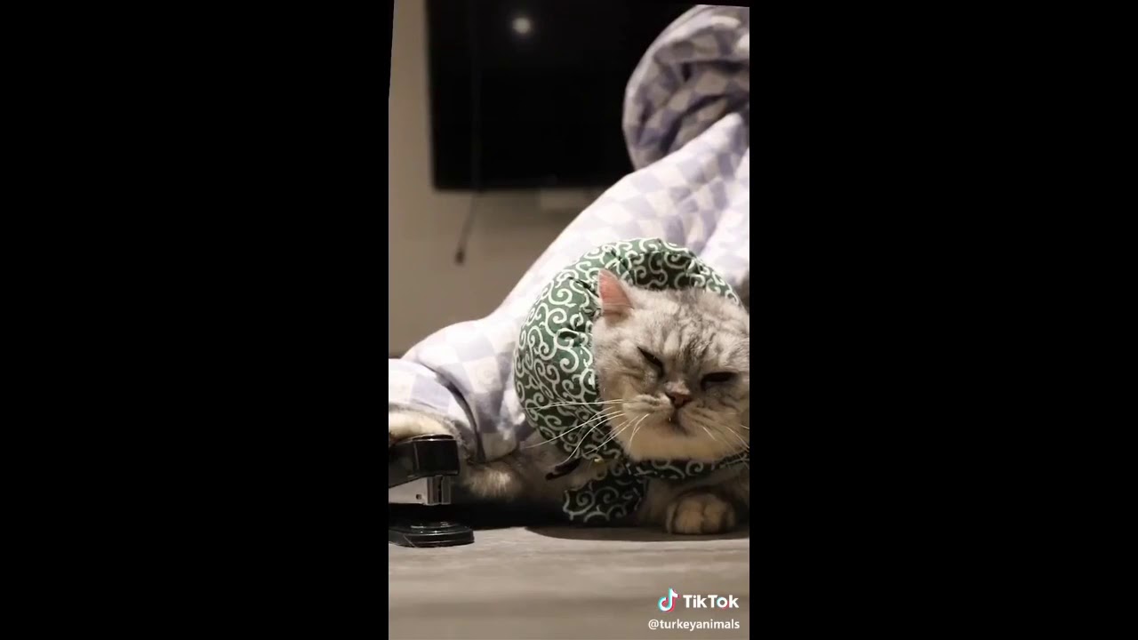Tik Tok Kucing Lucu Gemes 