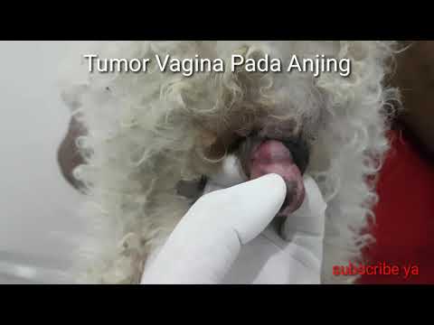 Video: Tumor Vagina Pada Anjing
