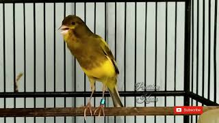 Download Lagu Sekali putar kenari langsung nyaut MP3