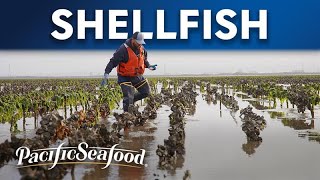 SHELLFISH | How Oysters, Mussels & Clams are Sustainably Farmed