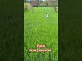 brown funny video