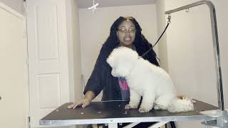 Chelsie Grooming a Miniature Poodle by Good Times Grooming 327 views 2 years ago 35 minutes
