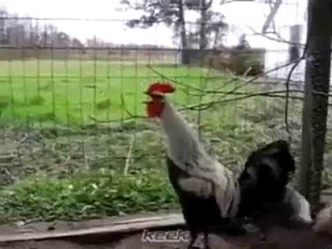 მამლის ყივილი :D