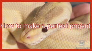 How do you start a ball python project?