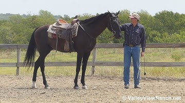 Andy - jog, lope-offs, stops, transitions! - ValleyViewRanch.net