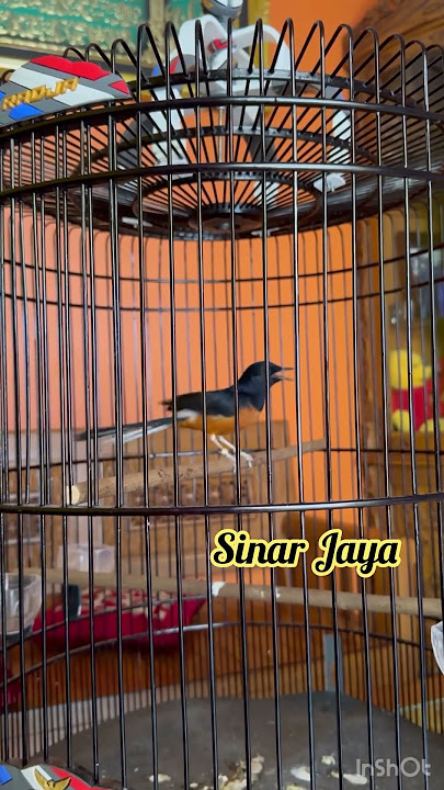 Murai Batu Sinar Jaya Dorong Ekor, Insyaallah Oktober Mulai Tampil