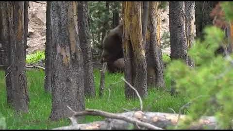 Wild Life Animals +18 video Bär attack