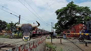 Furiously Angry BULL Face ICF Medha EMU Local Train Dangerously Moving Through Out Beutiful Railgate