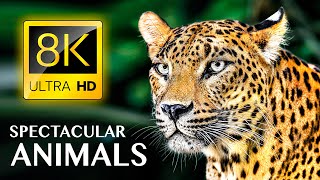 SPECTACULAR ANIMALS 8K ULTRA HD