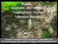 Секреты Подводных глубин Чёрного моря