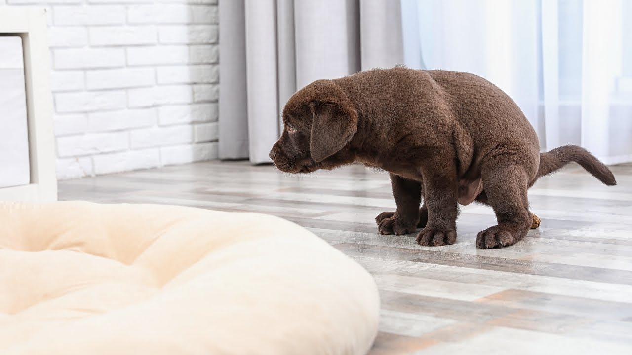 How To Get Dog Poop Out of Carpet – Top Dog Tips