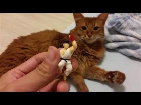 リュウを咬みまくるメス猫、そして新たな方向に目覚めるリュウ - YouTube