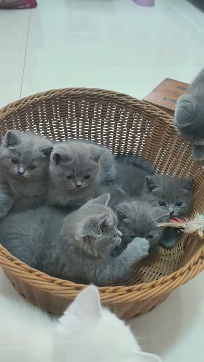 #Whose cat is so unique #Little cutie is online #Blue cat baby