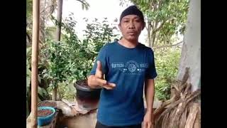 Pembuktian Simpel Energi Kayu Bertuah dan Alami Dari Tuhan yang Maha Kuasa