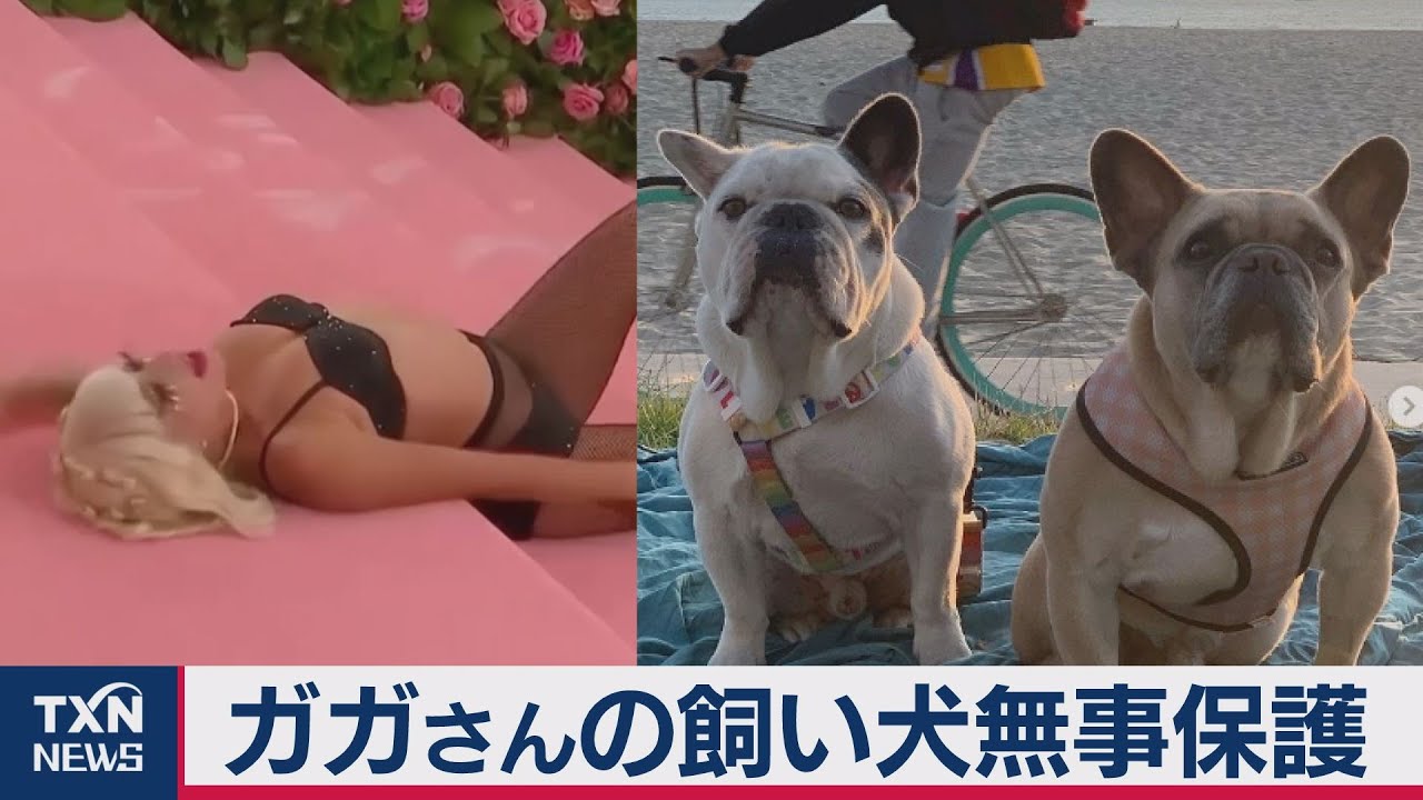 ガガさんの飼い犬無事保護 21年2月27日 Youtube