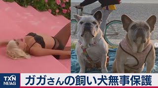 ガガさんの飼い犬無事保護（2021年2月27日）