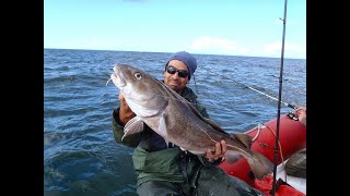 Où est pêche le cabillaud ?