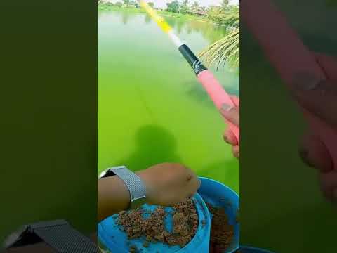 CÂU CÁ DIẾC Ở ĐẦM TÔM