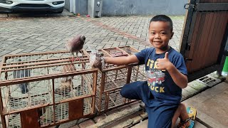Fatih Jemur Merpati Sisa 5 Pasang | Siap beli merpati baru lagi di Bandung