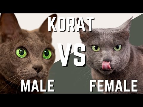 Videó: Korat