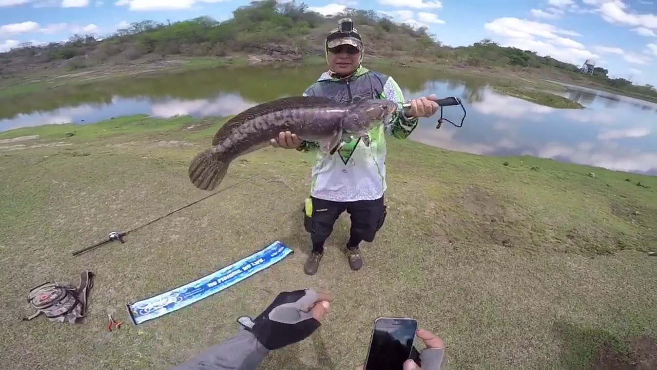Toman Fishing Philippines ( Snakehead Fishing Philippines ) Monster