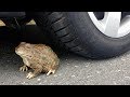Crushing Crunchy & Soft Things by Car! EXPERIMENT CAR vs FROG (Toy)