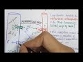 Loop diuretics furosemide mechanism of action and pharmacology