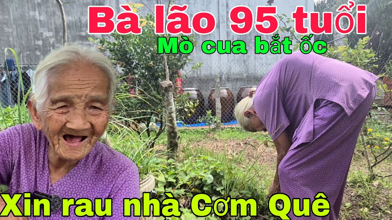 Bà lão 95 tuổi mò cua bắt ốc xin rau ăn Tết nhà Cơm Quê 