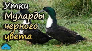 Утки Муларды черного цвета Утки Муларды черного цвета