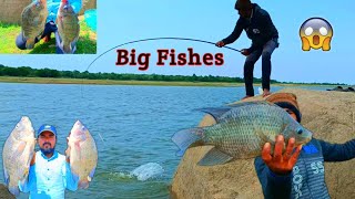 Big Size Tilapia Fish Catch | With Single Hook Technique Fishes Catching