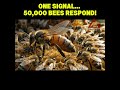 The Queen Bee’s Secret Command That Controls 50,000 Bees 🐝👑 #wildlife #bee