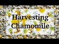 Harvesting and Drying Chamomile